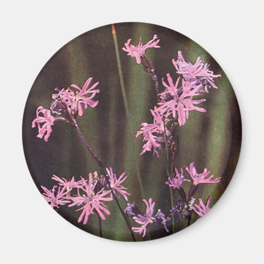 Wildbloemen: Ragged Robin Magneet (Voorkant)