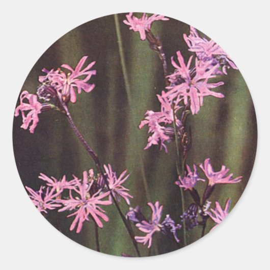 Wildbloemen: Ragged Robin Ronde Sticker (Voorkant)