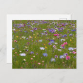 Wildbloemveld op het platteland feestdagenkaart (Voorkant / Achterkant)