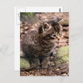 Wildcat Kitten Briefkaart (Voorkant / Achterkant)