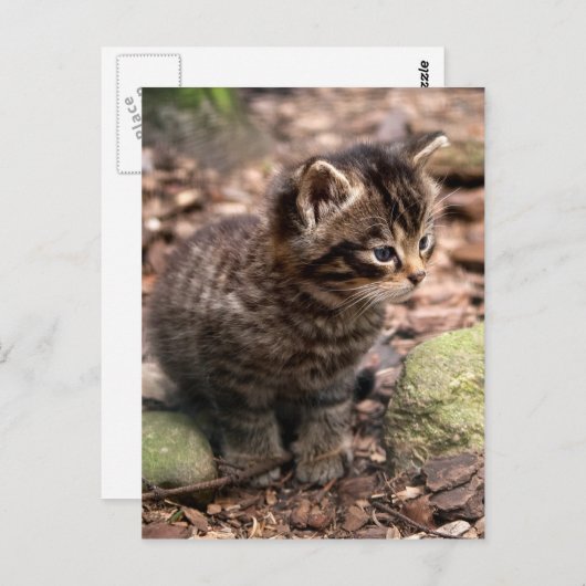 Wildcat Kitten Briefkaart (Voorkant / Achterkant)