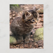 Wildcat Kitten Briefkaart (Voorkant)