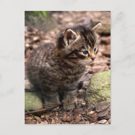 Wildcat Kitten Briefkaart (Voorkant)