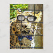 Wildcat Pidasol Briefkaart (Voorkant)