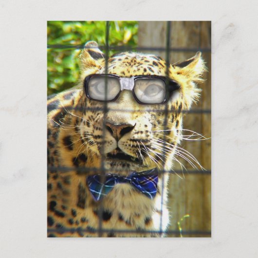 Wildcat Pidasol Briefkaart (Voorkant)