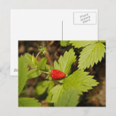 Wilde aardbei briefkaart (Voorkant / Achterkant)