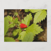 Wilde aardbei briefkaart (Voorkant)