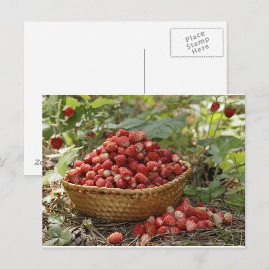 wilde aardbeien briefkaart (Voorkant / Achterkant)