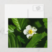 Wilde aardbeienventilator briefkaart (Voorkant / Achterkant)