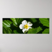 Wilde aardbeienventilator poster (Voorkant)