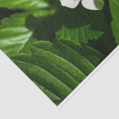 Wilde aardbeienventilator tissuepapier (Detail)