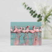 Wilde Afrikaanse flamingo's Briefkaart (Staand voorkant)