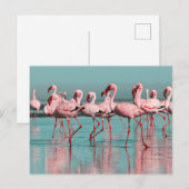 Wilde Afrikaanse flamingo's Briefkaart (Voorkant / Achterkant)