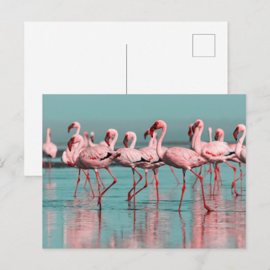 Wilde Afrikaanse flamingo's Briefkaart (Voorkant / Achterkant)