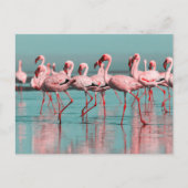 Wilde Afrikaanse flamingo's Briefkaart (Voorkant)