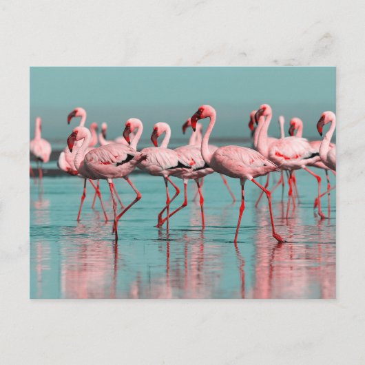Wilde Afrikaanse flamingo's Briefkaart (Voorkant)