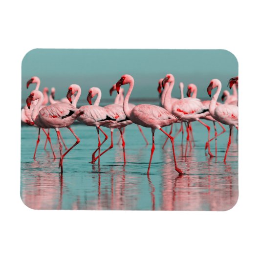 Wilde Afrikaanse flamingo's Magneet (Horizontaal)