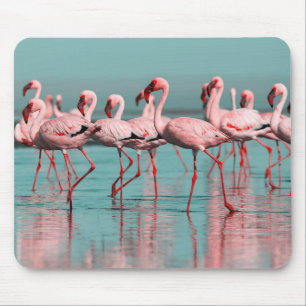 Wilde Afrikaanse flamingo's Muismat