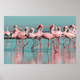 Wilde Afrikaanse flamingo's Poster