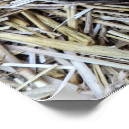 Wilde Afrikaanse komkommer Poster (Hoek)