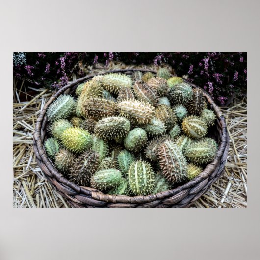 Wilde Afrikaanse komkommer Poster (Voorkant)