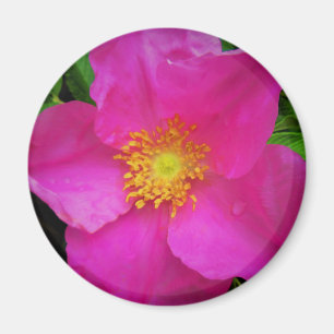 Wilde Alberta Roos Canada Helder Roze Bloem Magneet