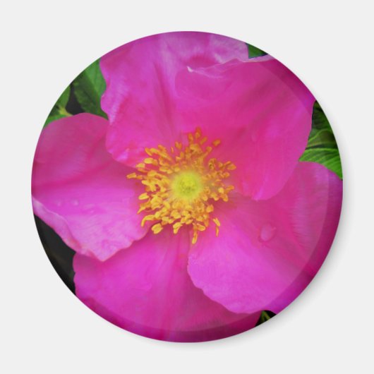 Wilde Alberta Roos Canada Helder Roze Bloem Magneet (Voorkant)