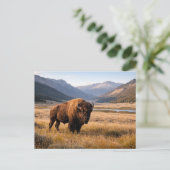 Wilde Amerikaanse Bizons Berglandschap Briefkaart (Staand voorkant)