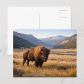 Wilde Amerikaanse Bizons Berglandschap Briefkaart (Voorkant / Achterkant)
