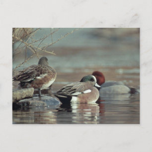 wilde Amerikaanse wigeon eend ansichtkaart Briefkaart