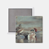 wilde Amerikaanse wigeon eend magneet (Voorkant / Achterkant)