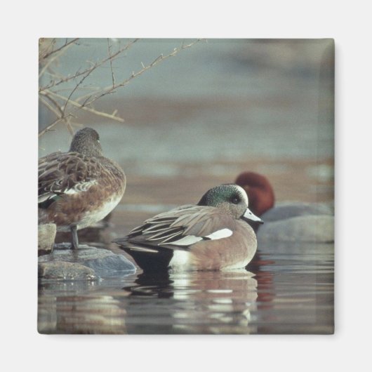 wilde Amerikaanse wigeon eend magneet (Voorkant)