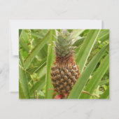 Wilde Ananas Tropisch Fruit in de Natuur (Voorkant)