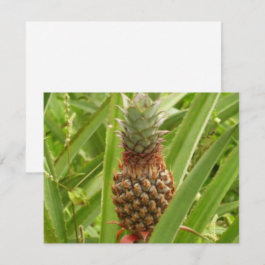 Wilde Ananas Tropisch Fruit in de Natuur (Voorkant / Achterkant)