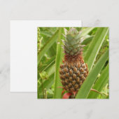 Wilde ananas tropische vruchten in Natuur (Voorkant / Achterkant)