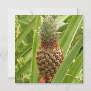 Wilde ananas tropische vruchten in Natuur