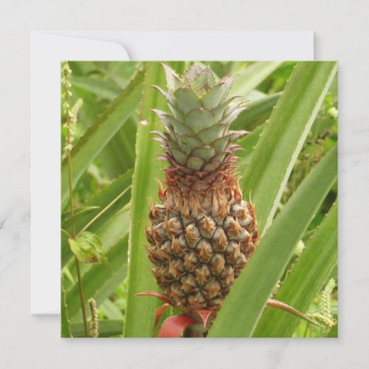 Wilde ananas tropische vruchten in Natuur (Voorkant)