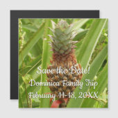 Wilde ananas tropische vruchten in Natuur (Voorkant / Achterkant)