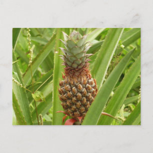 Wilde ananas tropische vruchten in Natuur Briefkaart