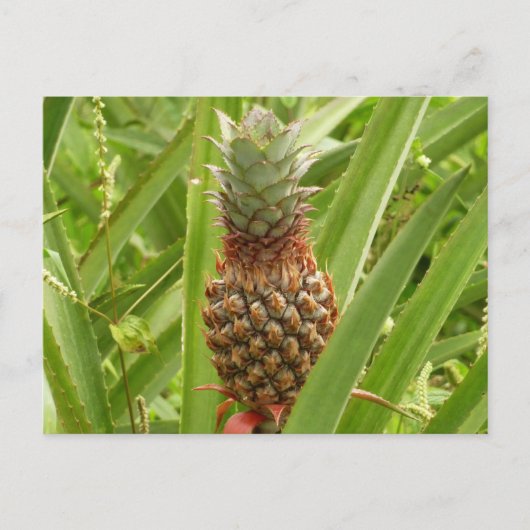 Wilde ananas tropische vruchten in Natuur Briefkaart (Voorkant)