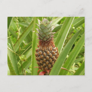 Wilde ananas tropische vruchten in Natuur Briefkaart
