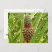 Wilde ananas tropische vruchten in Natuur Briefkaart (Voorkant / Achterkant)
