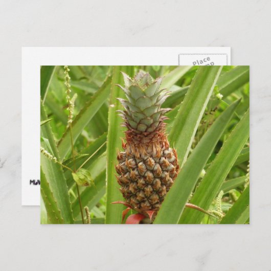 Wilde ananas tropische vruchten in Natuur Briefkaart (Voorkant / Achterkant)
