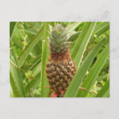 Wilde ananas tropische vruchten in Natuur Briefkaart (Voorkant)
