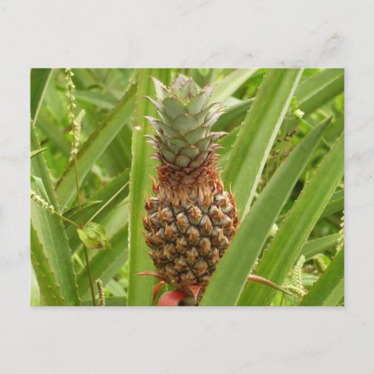 Wilde ananas tropische vruchten in Natuur Briefkaart (Voorkant)