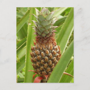 Wilde ananas tropische vruchten in Natuur Briefkaart
