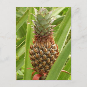 Wilde ananas tropische vruchten in Natuur Briefkaart