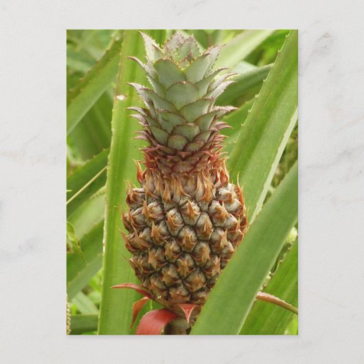 Wilde ananas tropische vruchten in Natuur Briefkaart (Voorkant)