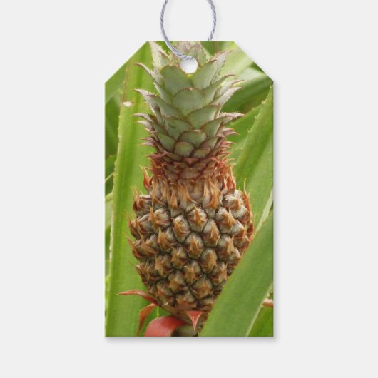 Wilde ananas tropische vruchten in Natuur Cadeaulabel (Voorkant)