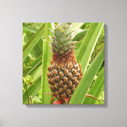 Wilde ananas tropische vruchten in Natuur Canvas Afdruk (Voorkant)